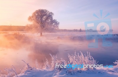 Foggy Winter Dawn Stock Photo