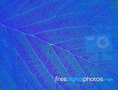 Foglia Blue Stock Image