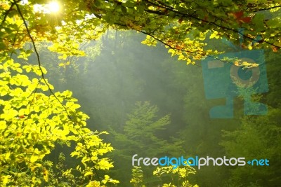 Foliage Stock Photo