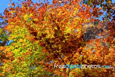 Foliage Of A Beech Stock Photo