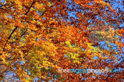 Foliage Of Beech In Autumn Stock Photo