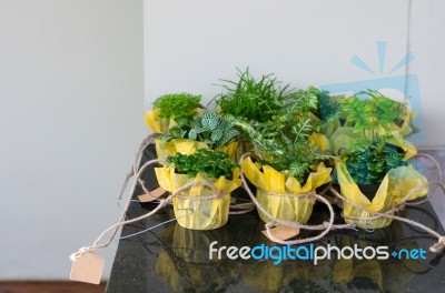 Foliage Plant In Pots For Small Garden Stock Photo