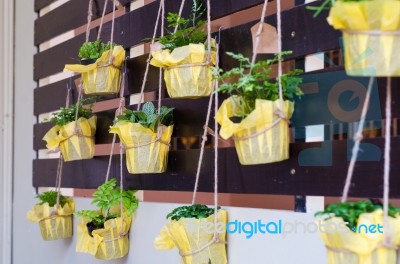 Foliage Plant In Pots Hang On Battens Stock Photo