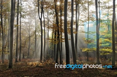 Forest Stock Photo