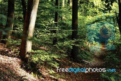 Forest Stock Photo