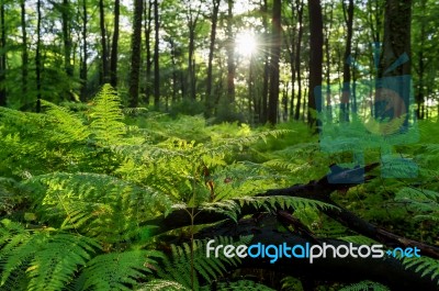 Forest Stock Photo