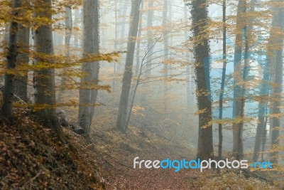 Forest Stock Photo