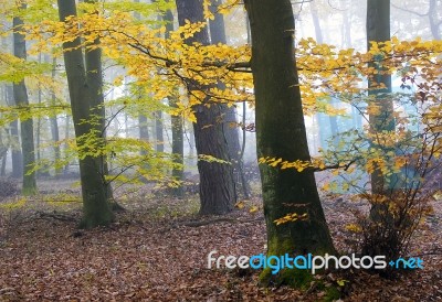 Forest Stock Photo