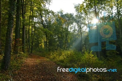 Forest And Light Stock Photo