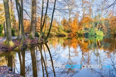 Forest In Fall With Pond Stock Photo