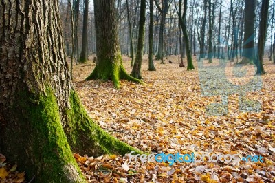 Forest In Late Autumn Stock Photo