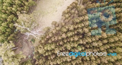 Forest In Tasmania Countryside Stock Photo