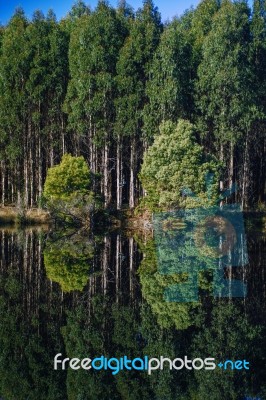 Forest In Tasmania Countryside Stock Photo