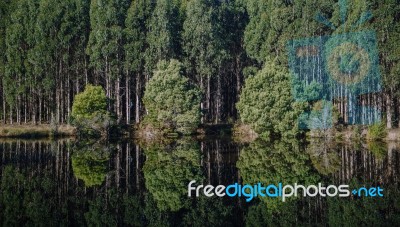 Forest In Tasmania Countryside Stock Photo