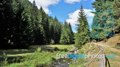 Forest In The Rhodope Mountain, Bulgaria Stock Photo