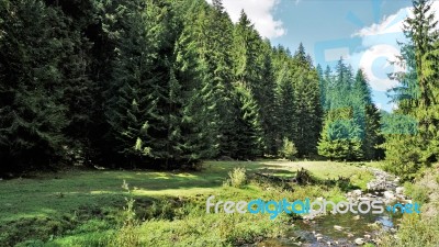 Forest In The Rhodope Mountain, Bulgaria Stock Photo