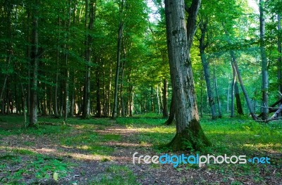 Forest Landscape In Summer Stock Photo