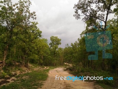 Forest Pathway Stock Photo