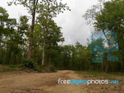 Forest Pathway Stock Photo