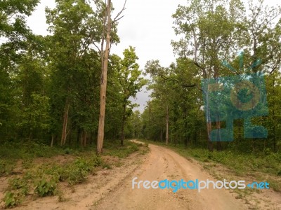 Forest Pathway Stock Photo