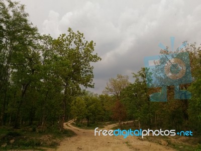 Forest Pathway Stock Photo