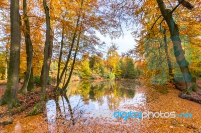 Forest Pond Covered With Autumn Leaves Of Beech Trees Stock Photo