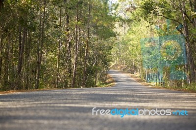 Forest Road Stock Photo