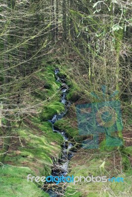 Forest Stream Stock Photo