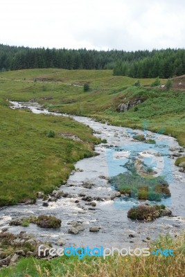 Forest Stream Stock Photo