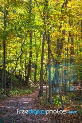 Forest Trail In The Fall Stock Photo