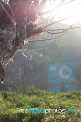 Forest Trees And The Cobweb With Sunlight Stock Photo