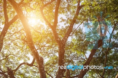 Forest Trees. Nature Green Wood Sunlight Backgrounds Stock Photo