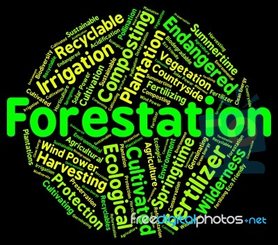 Forestation Word Shows Woodlands Woods And Trees Stock Image