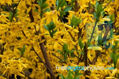 Forsythia Stock Photo