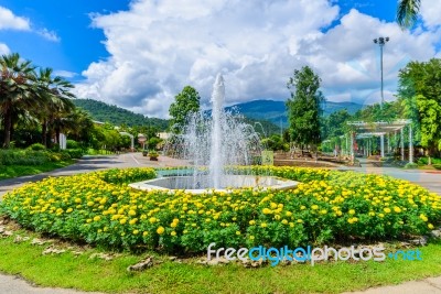 Fountain In The Marigold Flower  Garden Stock Photo