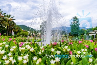 Fountain In The Siam-tulip Flower Garden In Chiang Mai, Rajapruk… Stock Photo