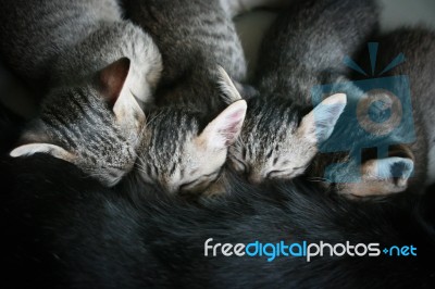 Four Adorable Funny Cute Kitten Cat Suckle Breast Feeding Milk Time From Mother, Happy Family Top View Stock Photo