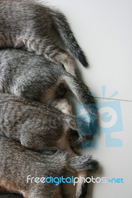 Four Adorable Funny Cute Kitten Cat's Tails And Leg Part Lay Down In Line. Feeling Sleep Well Happy Together With Family Stock Photo