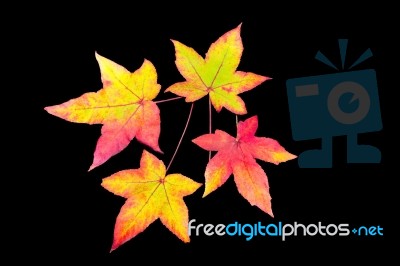 Four Colored Autumn Leaves On Black Background Stock Photo