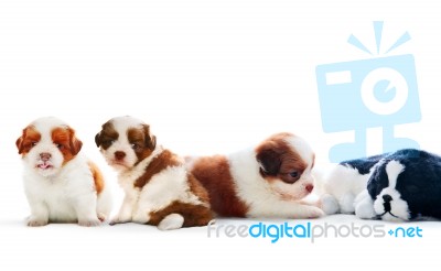 Four Of Shih Tzu Puppies Dog Lying With Relaxing On White Backgr… Stock Photo