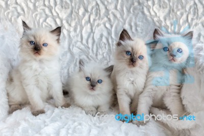 Four Young Ragdoll Cats Sitting In A Row Stock Photo