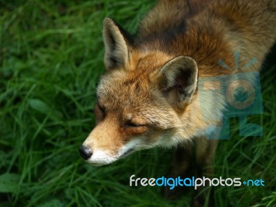 Fox Stock Photo