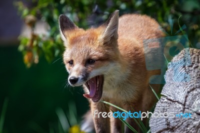 Fox Cub Stock Photo