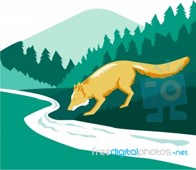 Fox Drinking River Creek Woods Square Retro Stock Image