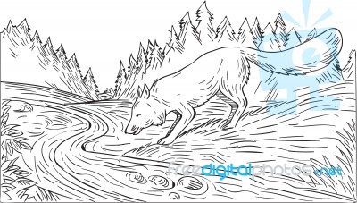 Fox Drinking River Woods Black And White Drawing Stock Image