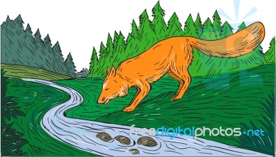 Fox Drinking River Woods Creek Drawing Stock Image