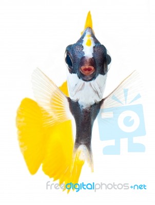 Fox Face Rabbitfish Stock Photo