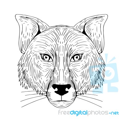 Fox Head Front Drawing Stock Image