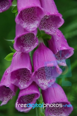 Foxglove Stock Photo