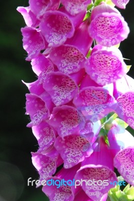 Foxglove Stock Photo